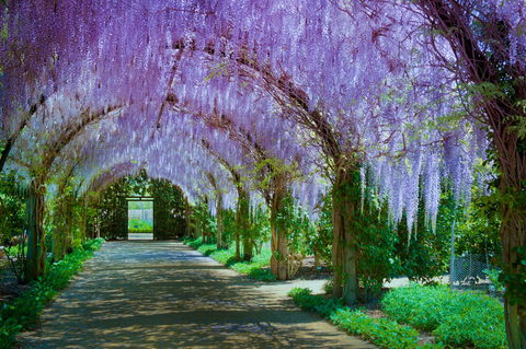 Alowyn Gardens And Nursery - Tourism Guide 0