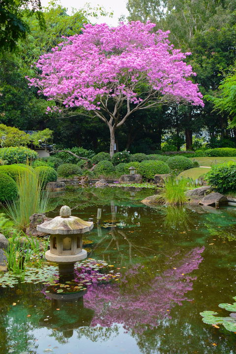 Brisbane Botanic Gardens Mount Coot-tha - Tourism Guide 2