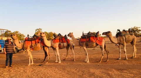 Broken Hill Camels - Tourism Guide 0