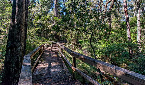 Dawson River Walking Track - Tourism Guide 0
