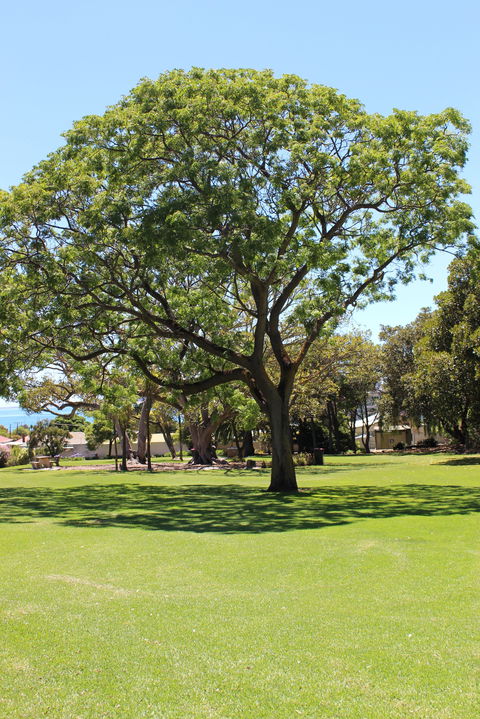 Flinders Park Playground - Tourism Guide 0