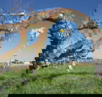Greenough Leaning Trees - Tourism Guide