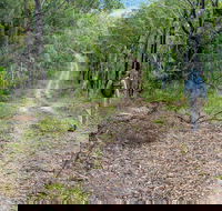 Kangaroo River Walking Track - Tourism Guide