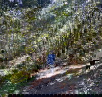 Lyrebird Circuit Walk - Tourism Guide