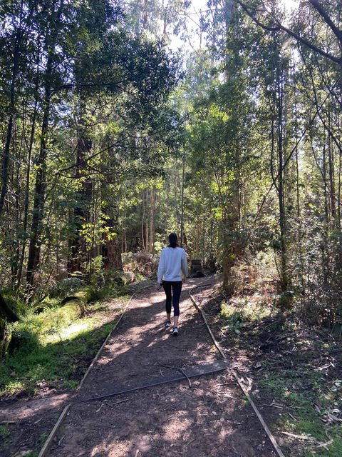 Lyrebird Circuit Walk - Cruises Travel 0