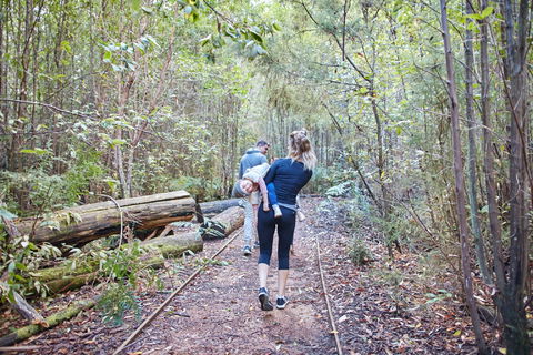 Lyrebird Circuit Walk - Cruises Travel 1