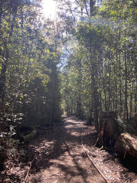 Lyrebird Circuit Walk - Cruises Travel 2
