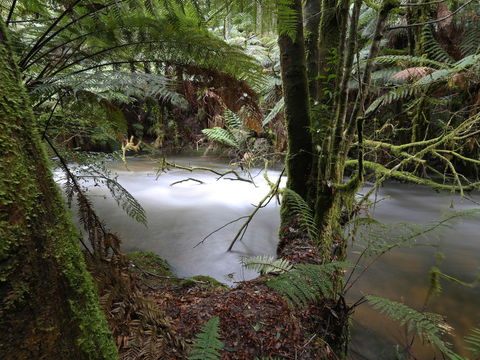 Marriotts Falls And Junee Caves - Tourism Guide 0