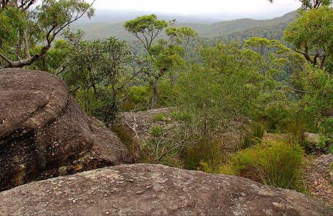 Pigeon House Mountain Didthul Walking Track - Tourism Guide 0
