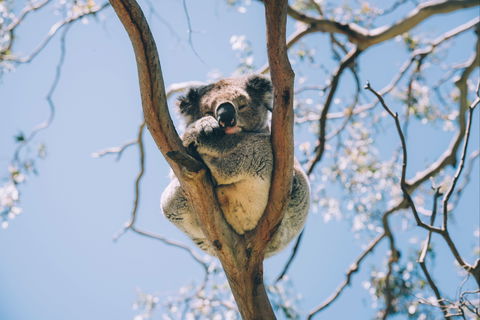 Samford Conservation Park And Bunyaville Conservation Park - Travel Search 2