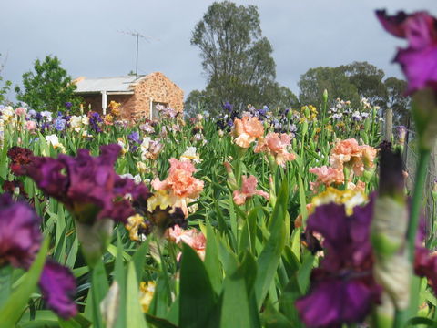 Smokin Heights Iris Display Garden - Tourism Guide 0