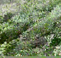 Snowgum Walking Track - Travel Agents