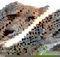 Tasmania Zoo - Tourism Guide
