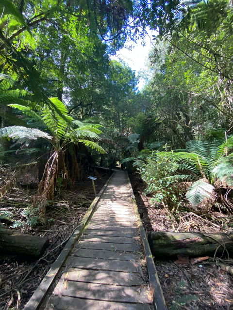 Wirrawilla Rainforest Walk - Travel Search 0