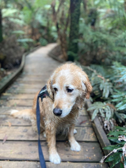 Wirrawilla Rainforest Walk - Travel Search 1