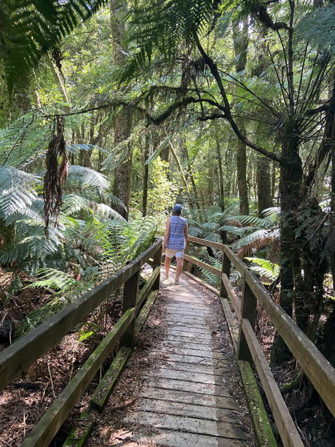 Wirrawilla Rainforest Walk - Travel Search 2