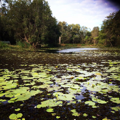 Baldwin Swamp Environmental Park - Tourism Guide 1