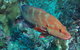 Cobia Hole Dive Site - thumb 0