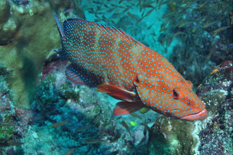 Cobia Hole Dive Site - Tourism Guide 0