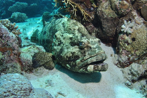 Cobia Hole Dive Site - Tourism Guide 1