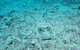 Cobia Hole Dive Site - thumb 2