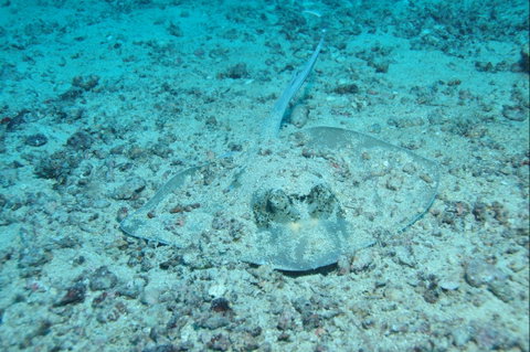 Cobia Hole Dive Site - Tourism Guide 2