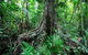 Djiru National Park - thumb 0