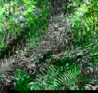 Djiru National Park - Cruises Travel