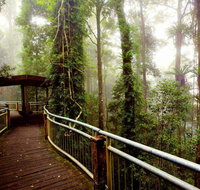 Dorrigo National Park - Tourism Guide