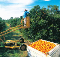 Gayndah's Big Orange - Tourism Guide