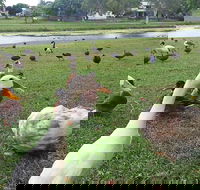 Gooseponds North Mackay - Cruises Travel