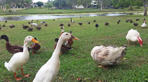 Gooseponds, North Mackay - Cruises Travel 0