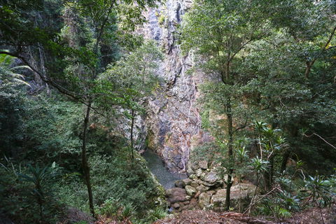 Kondalilla Falls Circuit, Kondalilla National Park - Cruises Travel 0