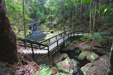 Kondalilla Falls Circuit, Kondalilla National Park - Cruises Travel 2