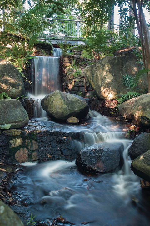 Mackay Regional Botanic Gardens - Tourism Guide 0