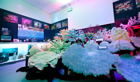 Marine Discovery Centre Hastings Point - Tourism Guide 2