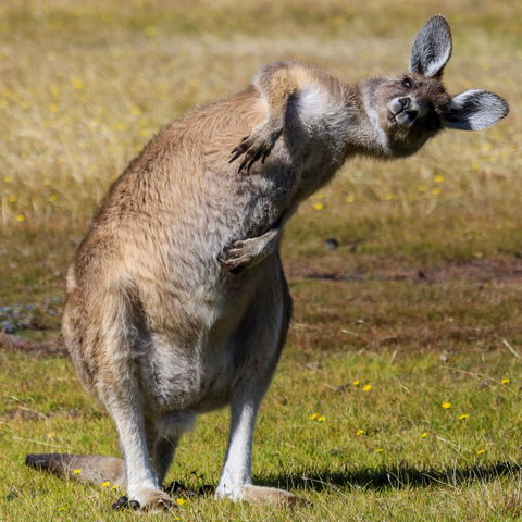 Narawntapu National Park - Tourism Guide 0