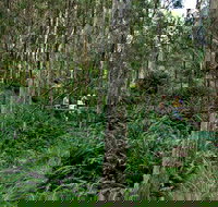 Nature Walking Track - Travel Agents