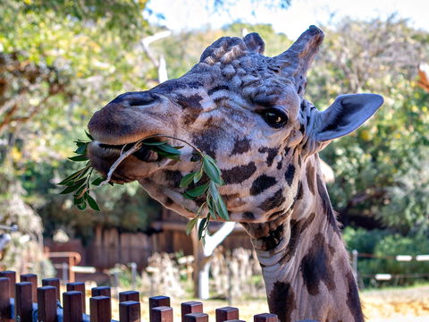 Perth Zoo - Tourism Guide 0