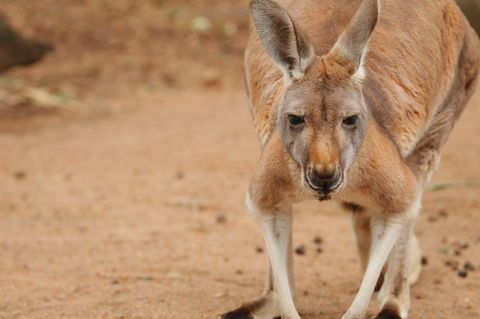Perth Zoo - Tourism Guide 1