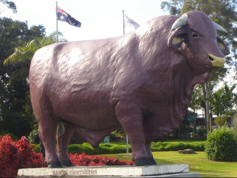 Rockhampton Bull Statues - Tourism Guide 1