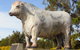 Rockhampton Bull Statues - thumb 2