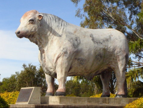 Rockhampton Bull Statues - Tourism Guide 2