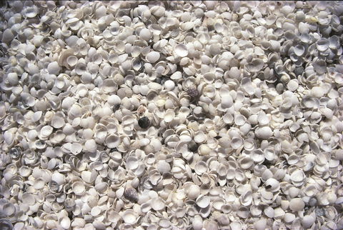 Shell Beach - Tourism Guide 0