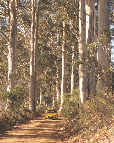 The Great Forest Trees Drive - Tourism Guide 0
