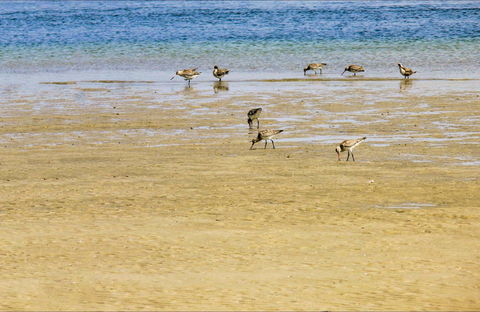 Towra Beach - Tourism Guide 0