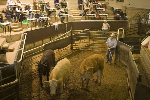 Wagga Wagga Livestock Marketing Centre - Tourism Guide 0