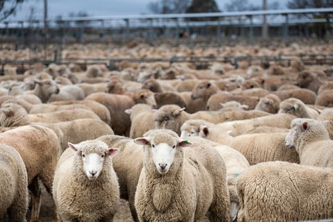 Wagga Wagga Livestock Marketing Centre - Tourism Guide 1