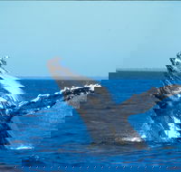 Whale Watching on Keswick Island - Tourism Guide