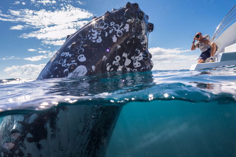 Whale Watching - Cruises Travel 0